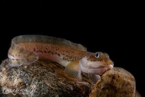 Vahl's Eelpout
