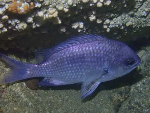 Valparaiso Chromis