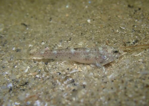 Vanishing Silhouette Goby