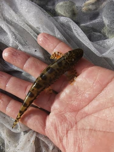 Vanmanenia intermedia