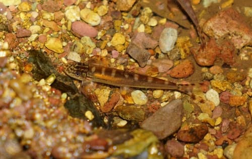 Vanmanenia pingchowensis