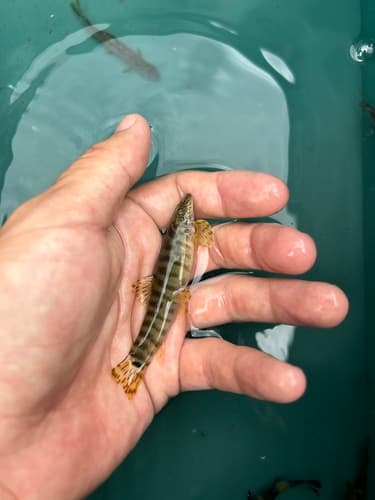 Vanmanenia stenosoma