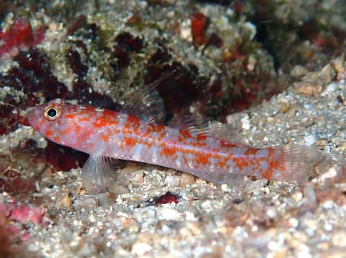 Dollfus' Goby