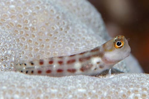 Vanuatu Combtooth Blenny