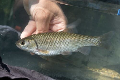 Vardar Chub