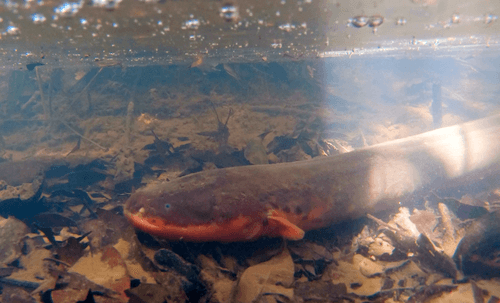 Vari’s Electric Eel