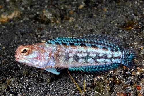 Variable Jawfish