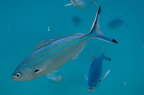 Variable-lined Fusilier