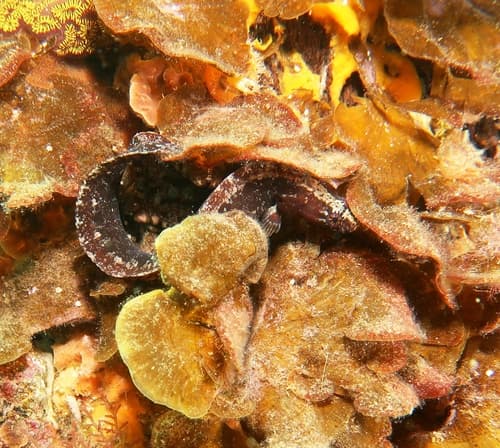 Variable Snake Blenny