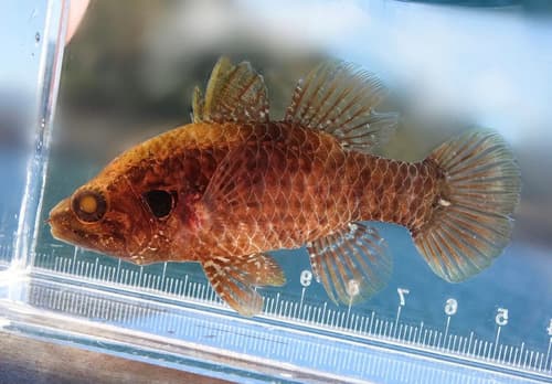 Variegated Cardinalfish