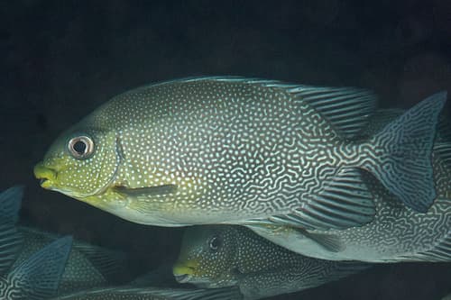 Variegated Spinefoot