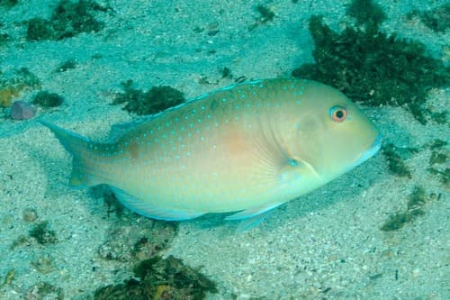 Venus Tuskfish