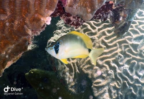Veracruz White Hamlet
