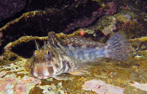 Vermiculated Rockskipper