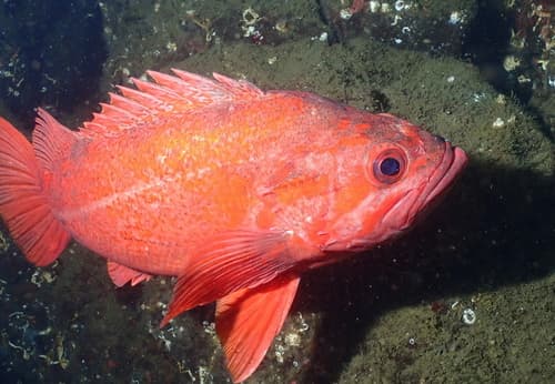 Vermilion Rockfish