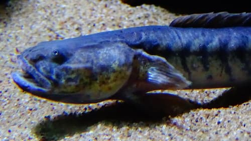 Violet Goby