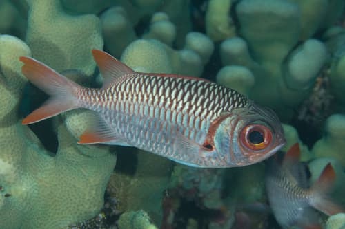 Violet Soldierfish
