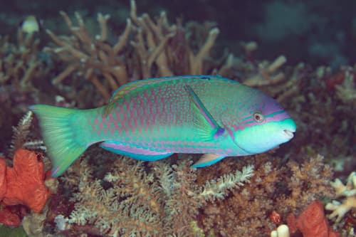 Violetline Parrotfish