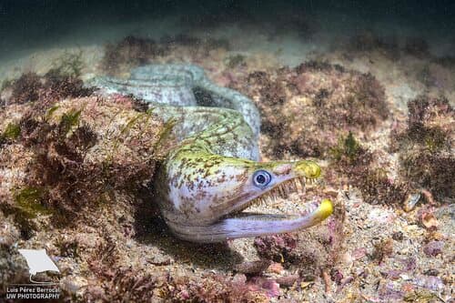 Viper Moray