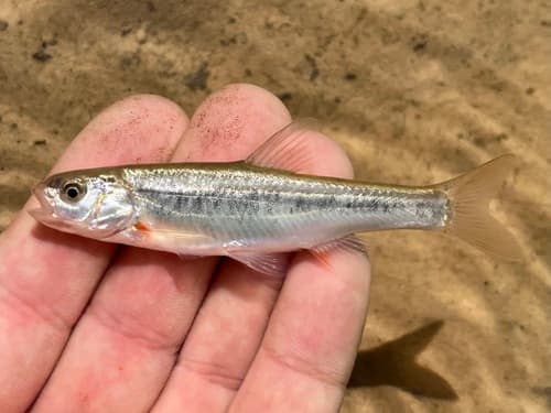 Virgin River Spinedace