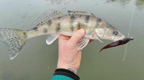 Volga Pikeperch