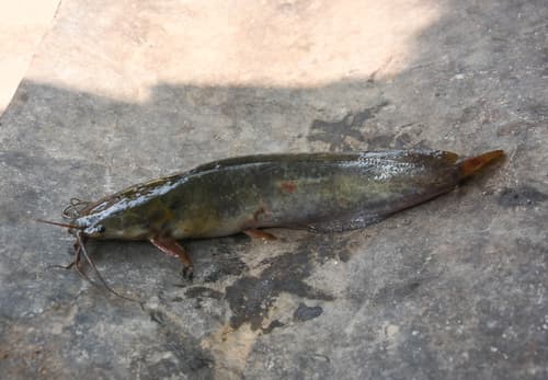 Waghur Catfish