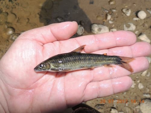 Wagner's Characin