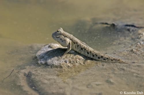Walton's Mudskipper