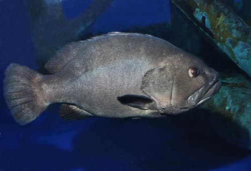 Warsaw Grouper