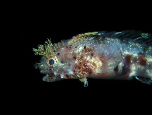 Warthead Blenny