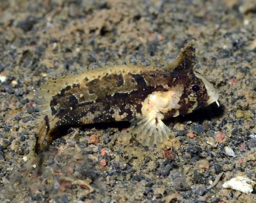 Wasp-spine Velvetfish