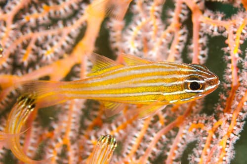 Wassinki Cardinalfish