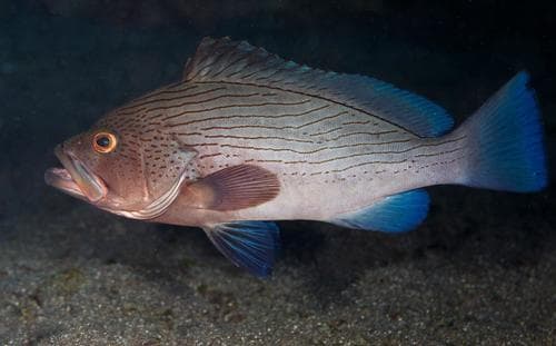 Wavy-lined Grouper