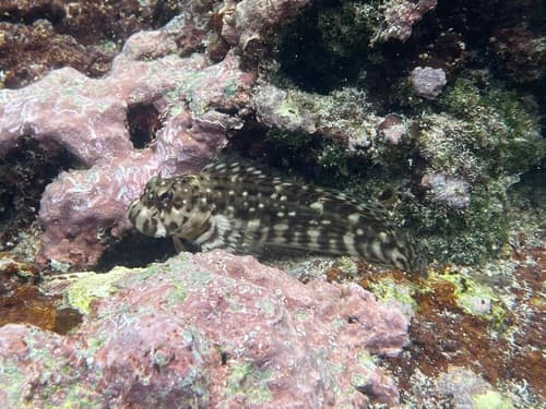 Wavyline Rockskipper