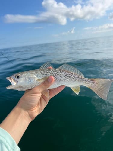 Weakfish