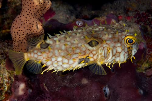 Web Burrfish