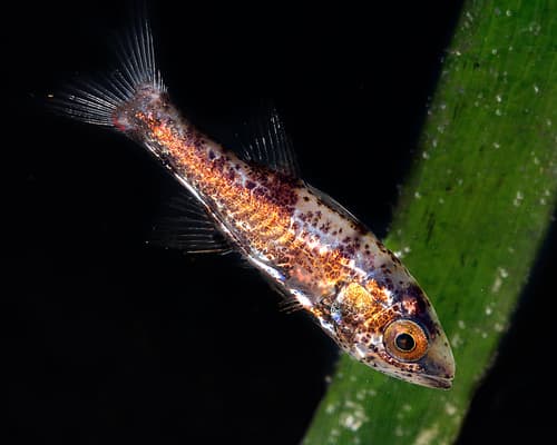 Wedgehead Siphonfish