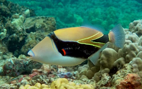 Wedgetail Triggerfish