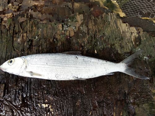 West African Bonefish