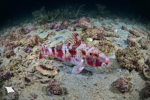 West African Goatfish