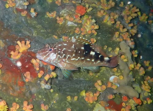 West African Hawkfish