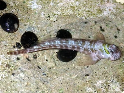 West African Rockskipper