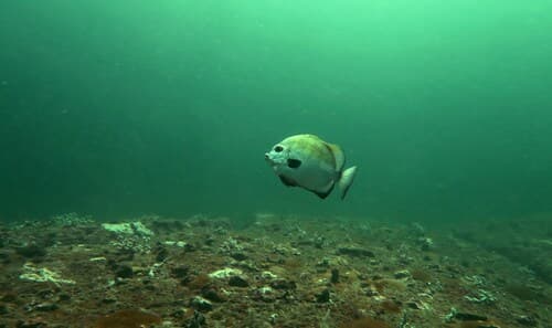West African Spadefish