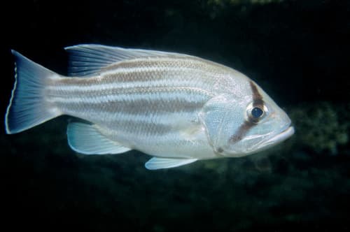 West Australian Dhufish