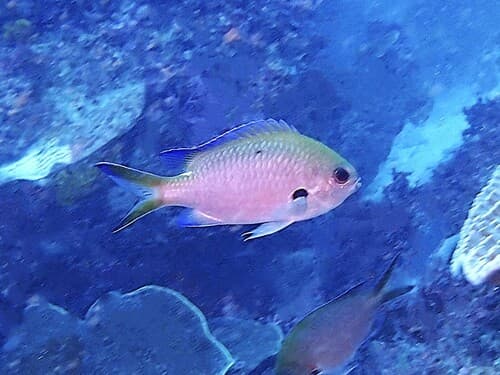 West Australian Puller