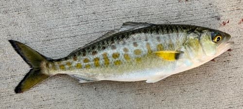 Western Australian Salmon