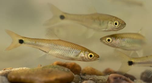 Western Blacktail Shiner