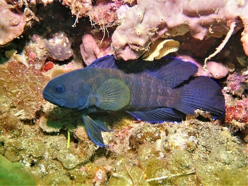 Western Blue Devil
