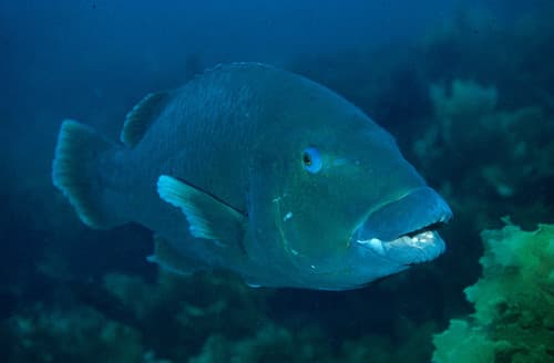 Western Blue Groper