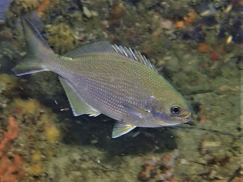 Western Buffalo Bream